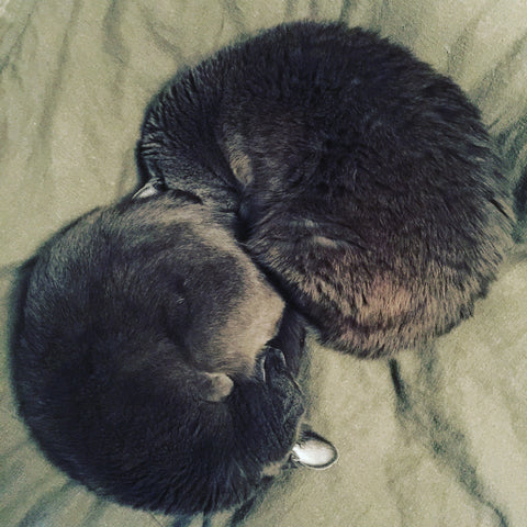 LOVECATS